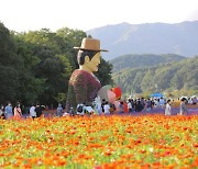 심마니 되어 산삼 캐고, 산삼라테 한 잔~ 코로나 스트레스 날려요