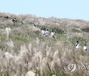 제주 은빛 억새 '장관'