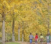 '가을 명소' 홍천 은행나무숲 올해도 미개방