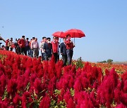 신안 병풍도 맨드라미 랜선 축제 개막