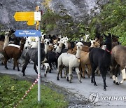 SWITZERLAND ALPACAS