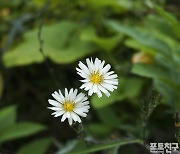 [포토친구] 왕고들빼기 꽃