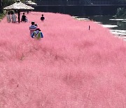 '핑크뮬리 만개한 공원'
