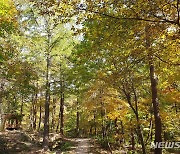 울긋불긋 고개드는 횡성숲체원 단풍