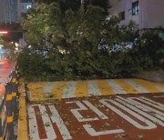 밤사이 서울서 '강풍·폭우' 피해신고 110여건