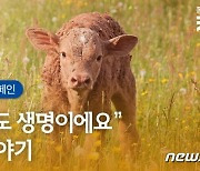 "소도 생명"..동물권행동 카라, '공장식 축산 폐기' 서명 받는다
