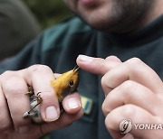 HUNGARY BIRD RINGING DEMONSTRATION