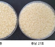 충남 농기원, 극조생종 벼 '충남26·27호' 개발.."품질 우수"