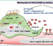 암의 성장·전이를 억제하는 혈관신생차단 항암제 개발