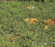 감귤 수확철 맞은 제주