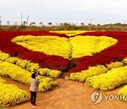 코로나19 확산에 올해 서산국화축제 취소