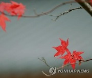 태백산 가을 단풍 안전하게 즐기세요..'저밀접 탐방로' 운영