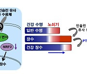 돌연변이로 건강장수를..KAIST, 종양억제 유전자 변이로 건강장수 가능성 발견