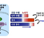 건강하게 오래살도록 유도하는 돌연변이 유전자 찾았다