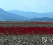 갯벌 위의 자줏빛 칠면초