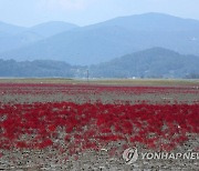 가을색 입은 순천만습지 칠면초