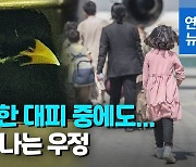 [영상] 아프간 난리통에도 날아가지 않고..주인 '껌딱지' 구관조