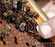 SPAIN BEEKEEPING