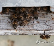 SPAIN BEEKEEPING