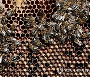 SPAIN BEEKEEPING