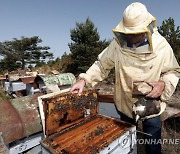 SPAIN BEEKEEPING