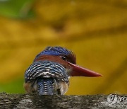 APTOPIX Malaysia Kingfisher