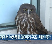 올 들어 광주서 야생동물 500마리 구조..매년 증가