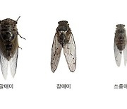 지난여름 확성기보다 시끄러웠던 매미 소리.. '야간조명' 탓