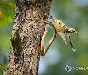 제8회 한국환경사진대전 대상 '위기탈출'