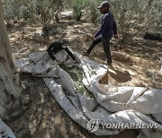 MIDEAST ISRAEL PALESTINIANS OLIVE HARVEST GAZA STRIP