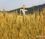 경북도, 쌀 외 식량작물도 적극 육성