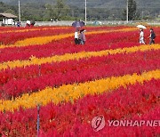 철원 고석정 꽃밭, 지역사회에 활력..경제효과 60억원 창출