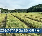 "아산시 쪽파 농가 97곳 38.4ha 피해..대책 시급"