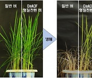 영하 가까운 추위에서 살아남는 벼 만든다