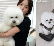 '320만원' 송혜교 강아지가 쓰는 가방..인증샷에 '인기 폭발'