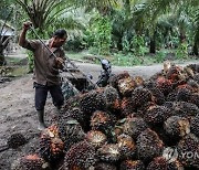 인도네시아, 팜원유 수출도 중단 예고.."WTO 제소 안 두려워"