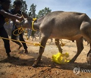 India Animal Sacrifice