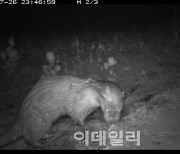 [포토] 세종시 도심하천에 '수달' 서식 확인