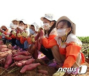 농촌진흥청, '어린이 고구마·땅콩 수확 체험' 행사 개최