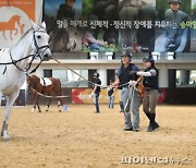 퇴역 경주마 22.5% 어디로 갔나?..용도 '감감'