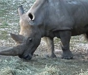 세계 최고령 흰코뿔소 '토비'..54살로 무지개다리 건넜다 [영상]