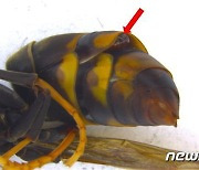'등검은말벌' 기생자 첫 발견..국내 자생생물의 외래종 적응 반증