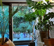 정재형, 101가지 식물 기르는 집 공개..식물원+고급 카페 느낌