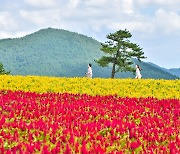 바람 부는 제주 밭.. 붉고 노란 맨드라미가 물결치네