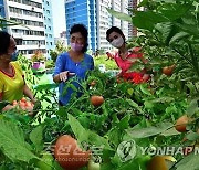 북한 평양시 탁아소 옥상에서 기르는 토마토