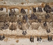 MIDEAST ISRAEL PHOTO SET EGYPTIAN FRUIT BATS