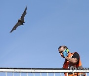 MIDEAST ISRAEL PHOTO SET EGYPTIAN FRUIT BATS