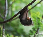 MIDEAST ISRAEL PHOTO SET EGYPTIAN FRUIT BATS