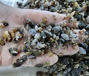 경기도, 바지락·가무락조개·갯지렁이 355만 마리 갯벌 방류