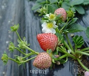 농진청, 세계 첫 '딸기 표준 유전체'완전 해독